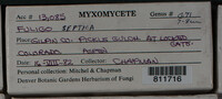 Fuligo septica image